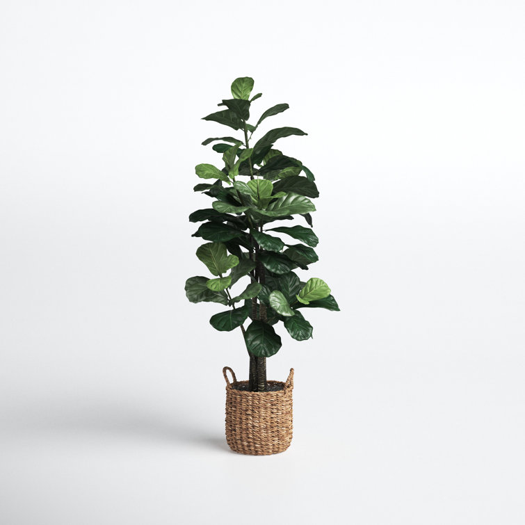 66'' Faux Fiddle Leaf Fig Tree in Rattan Basket & Reviews Joss & Main
